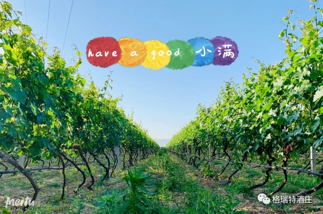 記錄小滿時節(jié)的酒莊、怎一美字了得！