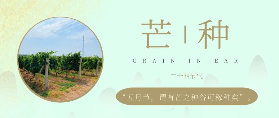 芒種 ▎風(fēng)吹葡園浪，蟬鳴夏始忙