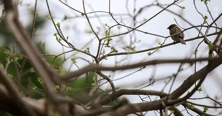 雨水||絲絲春雨潤萬物，杯杯美酒暖人心
