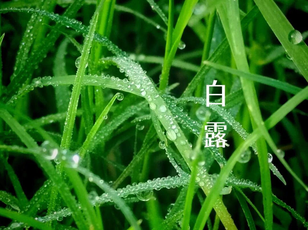 白露||霜凝秋意心自閑，歲月靜美福滿園