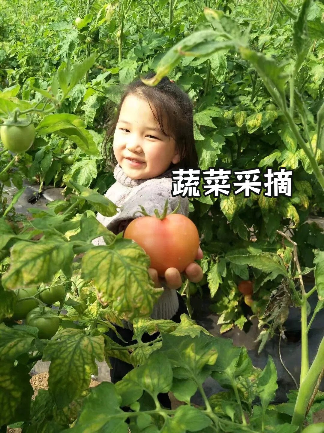 17702771269980.jpg 蔬菜采摘.jpg